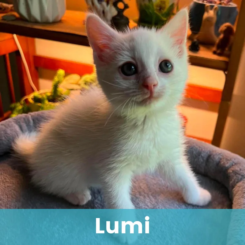 A baby medium-sized female White Domestic Short Hair cat named Lumi for adoption in Rochester , NY