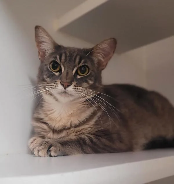 A young small-sized female Domestic Short Hair cat named Princess for adoption in San Diego, CA