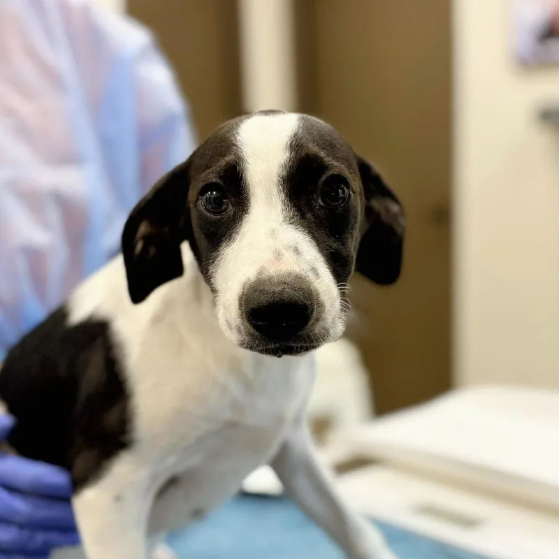A baby small-sized male Mixed Breed dog named Sneaker for adoption in Nashville, IN