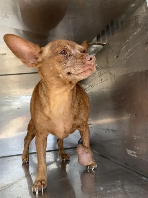 An adult small-sized female Mixed Breed dog named Shorty for adoption in Dallas, TX