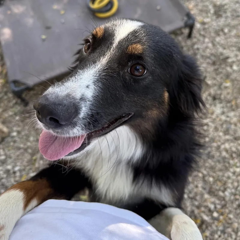 A young medium-sized female Black Australian Shepherd dog named Sunday for adoption in Madison, WI