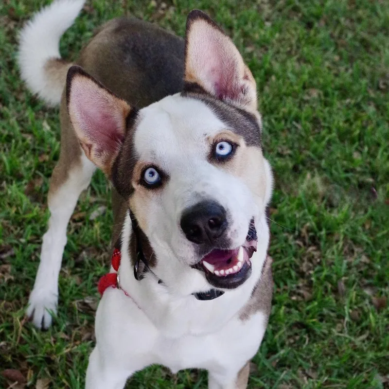 An adult medium-sized male Brown / Chocolate Husky dog named Balto for adoption in Miami, FL