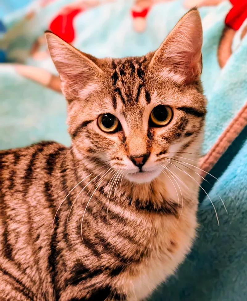 Baxter & Bucky: Fun thumbnail 2