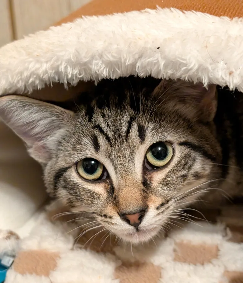 Baxter & Bucky: Fun thumbnail 4