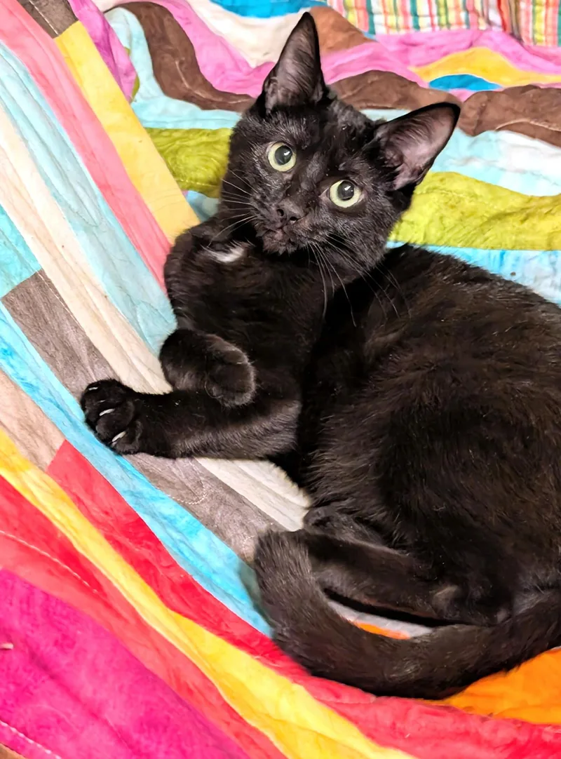 Baxter & Bucky: Fun thumbnail 6