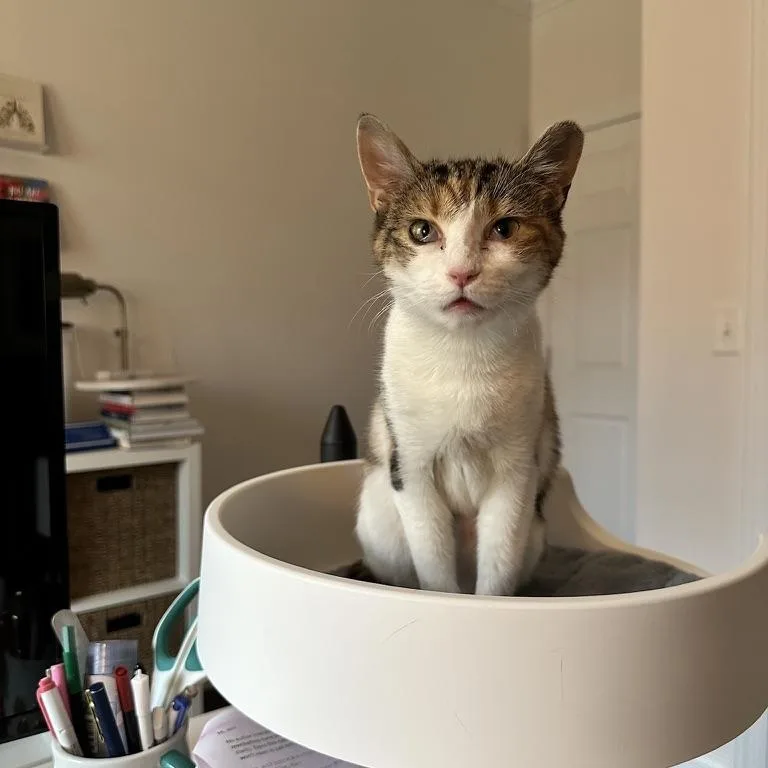 A young medium-sized female Tabby (Brown / Chocolate) Domestic Short Hair cat named Banks for adoption in DICKSON, TN