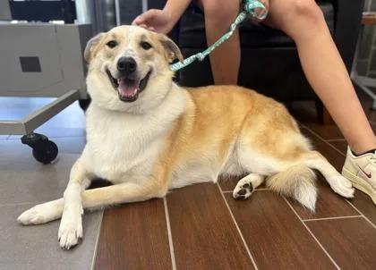 A baby medium-sized male Shepherd dog named Banner for adoption in Fort Worth, TX