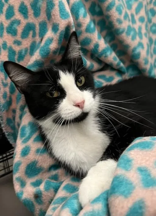 An adult medium-sized female Black & White / Tuxedo American Shorthair cat named Baylee for adoption in Lakeland, FL