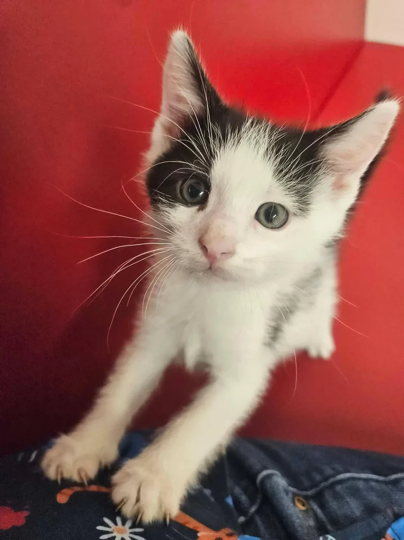A baby medium-sized male Black & White / Tuxedo Domestic Short Hair cat named Lime for adoption in Richboro, PA