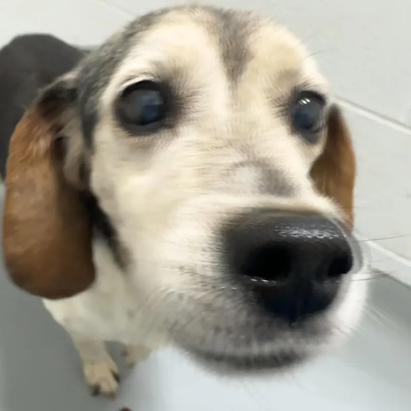 A senior small-sized male Black Beagle dog named Bert for adoption in Troy, VA