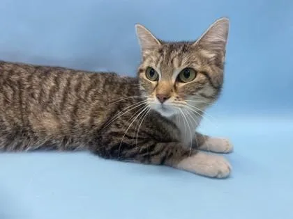 Mittens