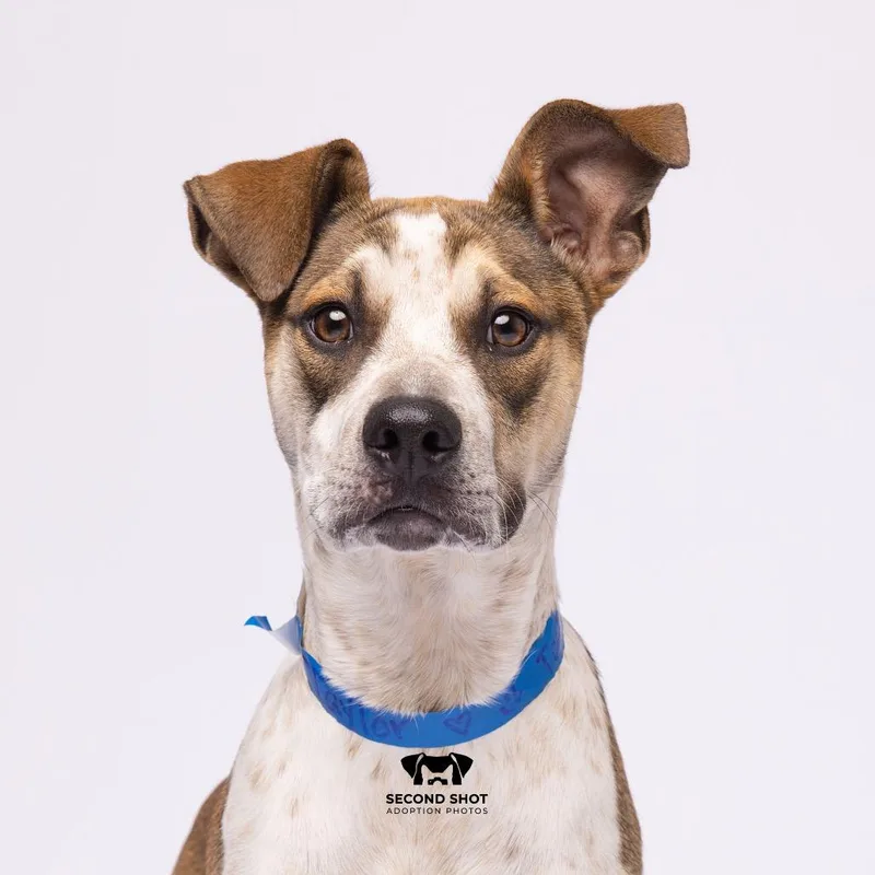 An adult medium-sized male Brown / Chocolate Terrier dog named Taylor for adoption in Tampa, FL
