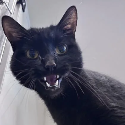 A young small-sized male Domestic Short Hair cat named Dudley for adoption in Janesville, WI