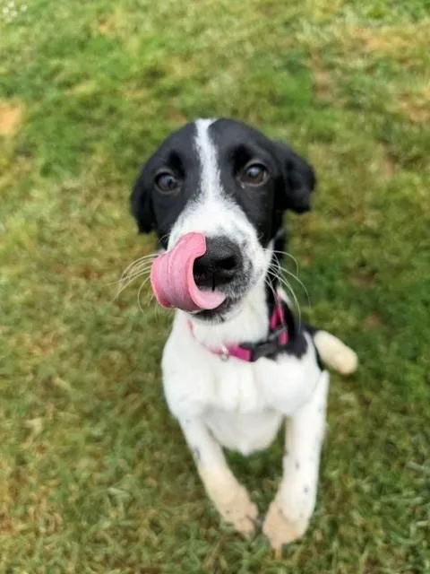 Duchess
