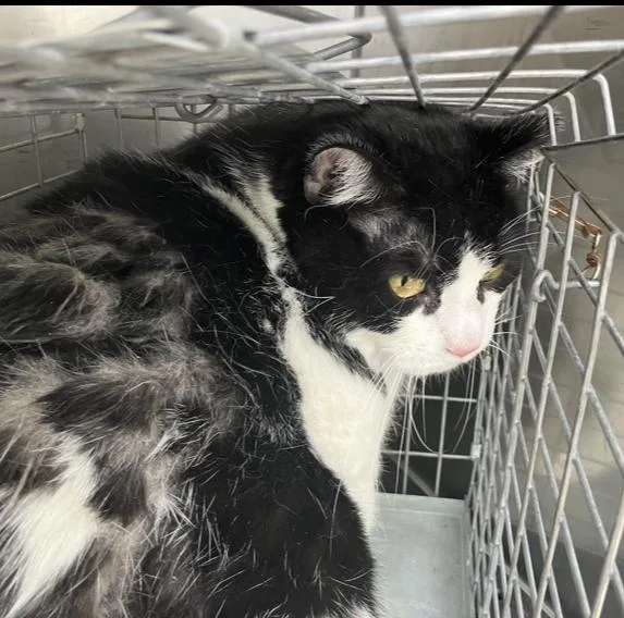 An adult extra large-sized male Domestic Short Hair cat named Ash for adoption in Dallas, TX