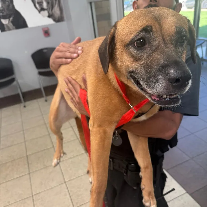 An adult medium-sized female Brown / Chocolate Mixed Breed dog named Bridgette for adoption in Columbus, GA