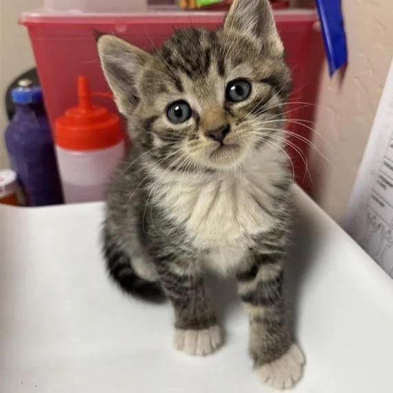 A baby small-sized male Brown / Chocolate Domestic Short Hair cat named Willy for adoption in Tempe, AZ