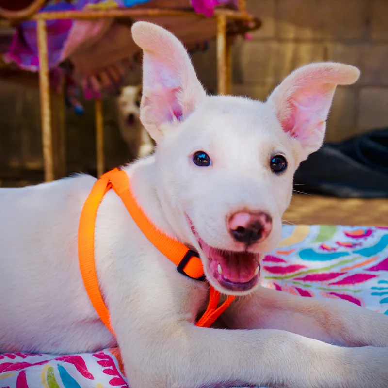 A baby medium-sized male Labrador Retriever dog named Casper for adoption in San Diego, CA
