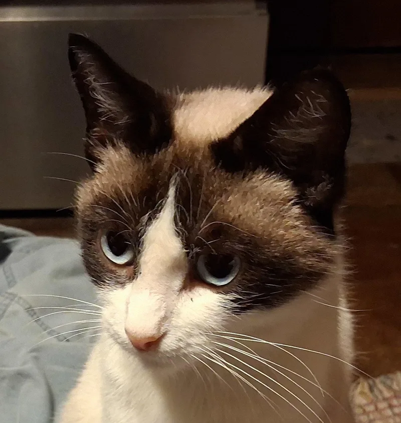 A young medium-sized female Siamese cat named Talluliah for adoption in Mcconnelsville, OH