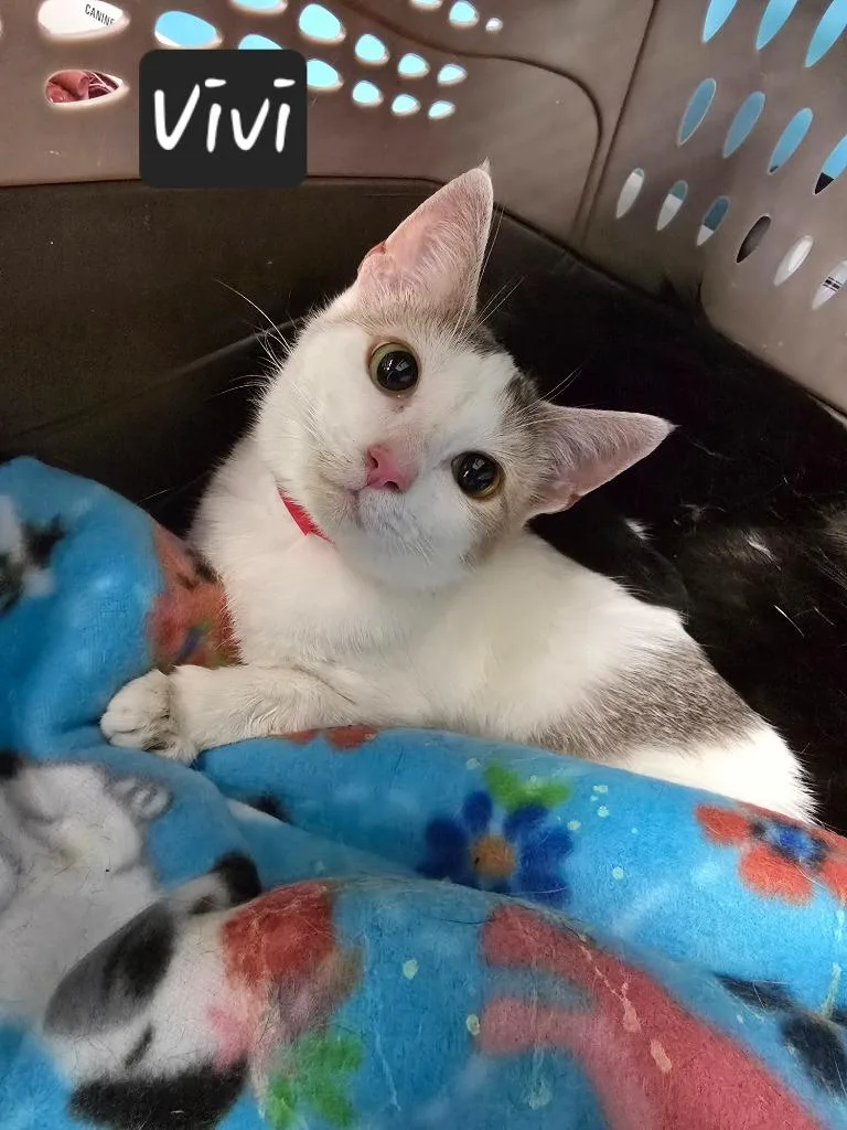 A young small-sized female Domestic Short Hair cat named Vivi for adoption in Maumelle, AR