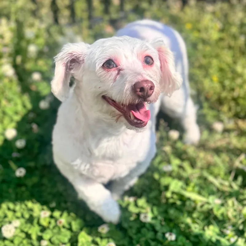 Sissy Girl W thumbnail 2