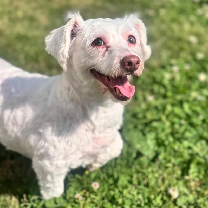 Sissy Girl W thumbnail 3