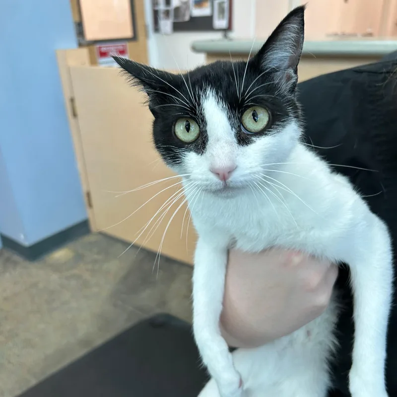 A young small-sized female Black & White / Tuxedo Domestic Short Hair cat named Truffle for adoption in Lindon, UT