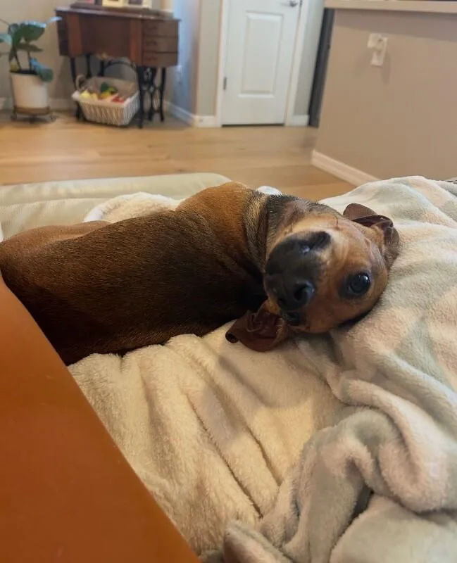 A young small-sized female Yellow / Tan / Blond / Fawn Chihuahua dog named Brownie for adoption in Anthem, AZ