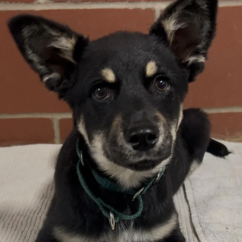 A baby small-sized male Black Shepherd dog named Colin for adoption in Cabot, AR