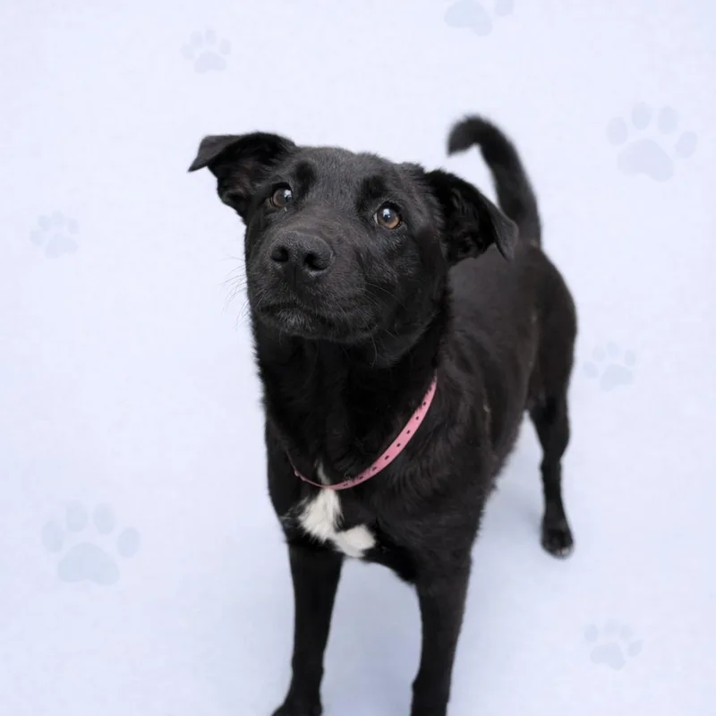 A young medium-sized female Black Mixed Breed dog named Jewels for adoption in Memphis, TN