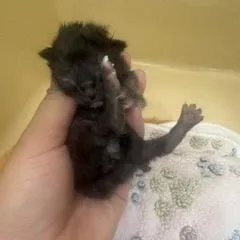 A baby medium-sized female Black Domestic Short Hair cat named Apple for adoption in Converse, TX