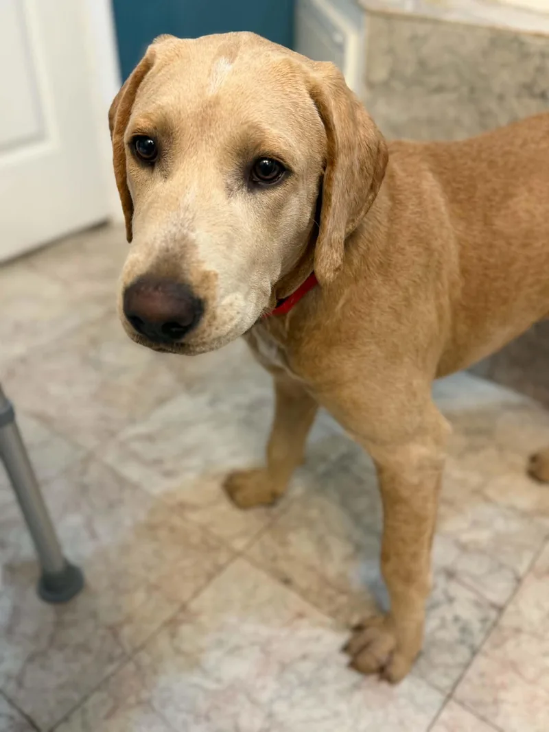 A baby large-sized male Golden Retriever dog named Zeke CP AA for adoption in Warwick, RI