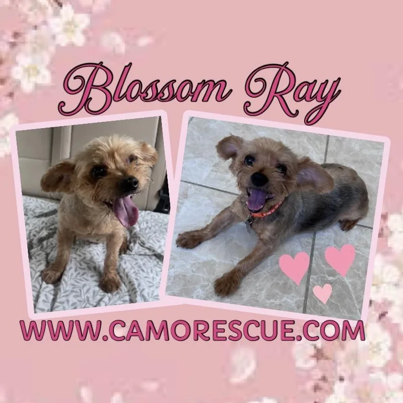 Blossom Ray thumbnail 2