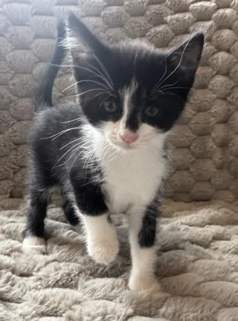 A baby small-sized male Domestic Short Hair cat named Maverick for adoption in Colorado Springs, CO