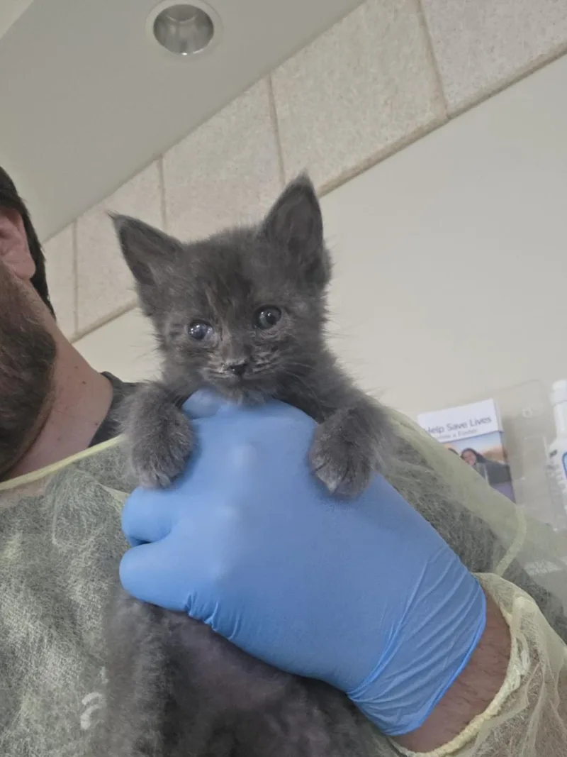 A baby small-sized male Domestic Short Hair cat named Haru for adoption in Las Vegas, NV