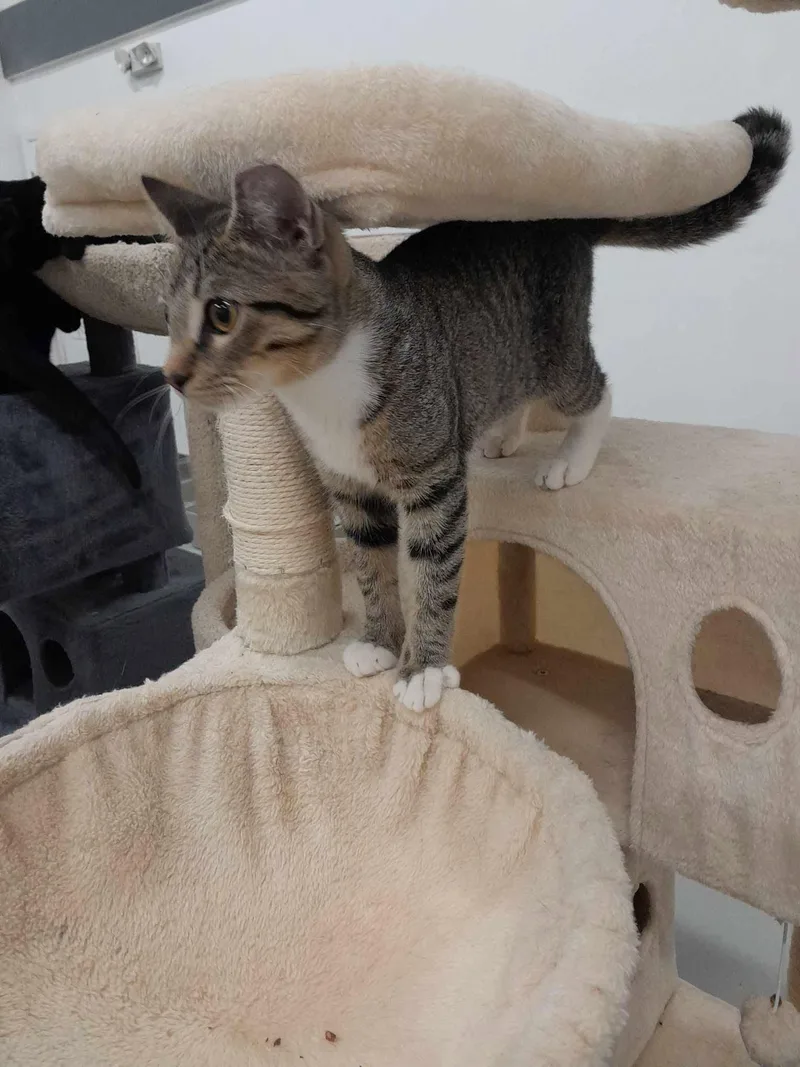 A baby small-sized male Brown / Chocolate Domestic Short Hair cat named Bobo for adoption in West Palm Beach, FL