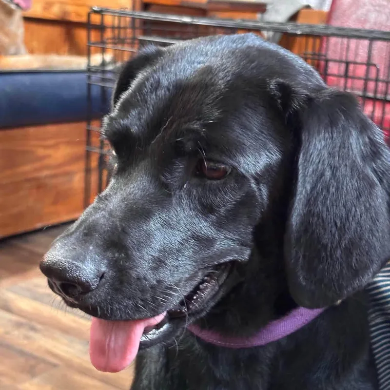 A young medium-sized female Black Labrador Retriever dog named Marley for adoption in Jay, NY