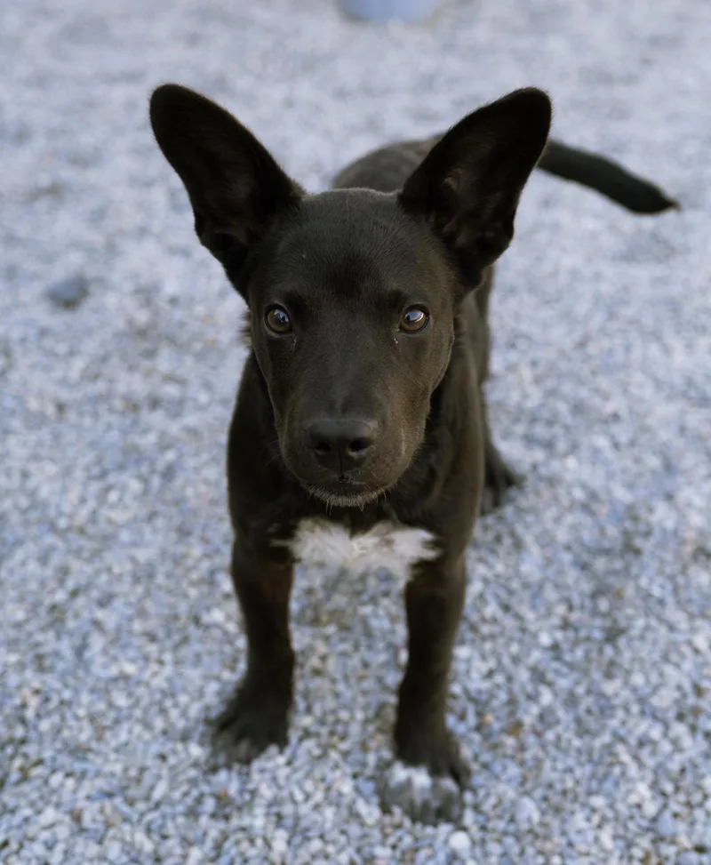 A baby medium-sized female Black Australian Kelpie dog named Wookie for adoption in Cincinnati, OH