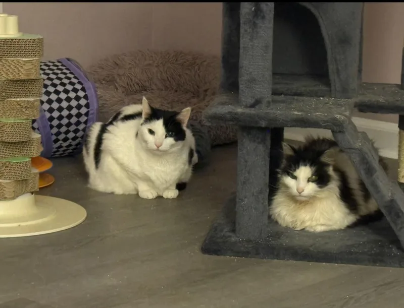 Gidget & Pretty Girl