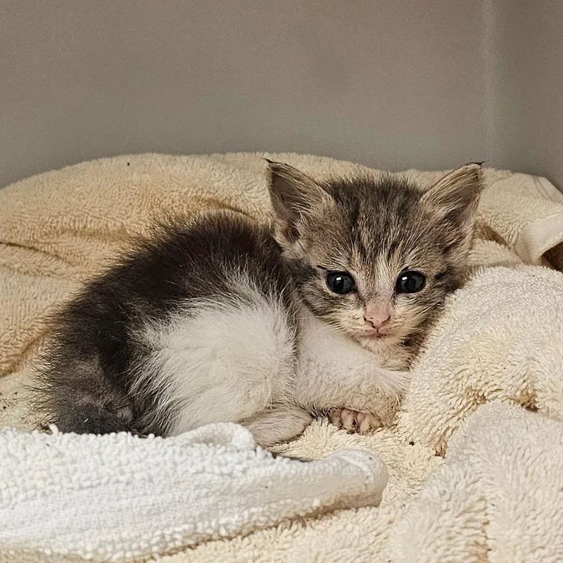 A baby small-sized male White Domestic Short Hair cat named 71971 for adoption in Harrisonburg, VA