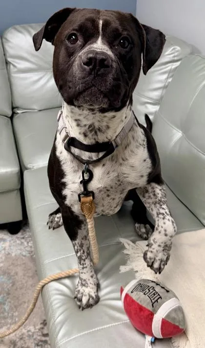 An adult large-sized male Mixed Breed dog named Beefcake for adoption in Cincinnati, OH