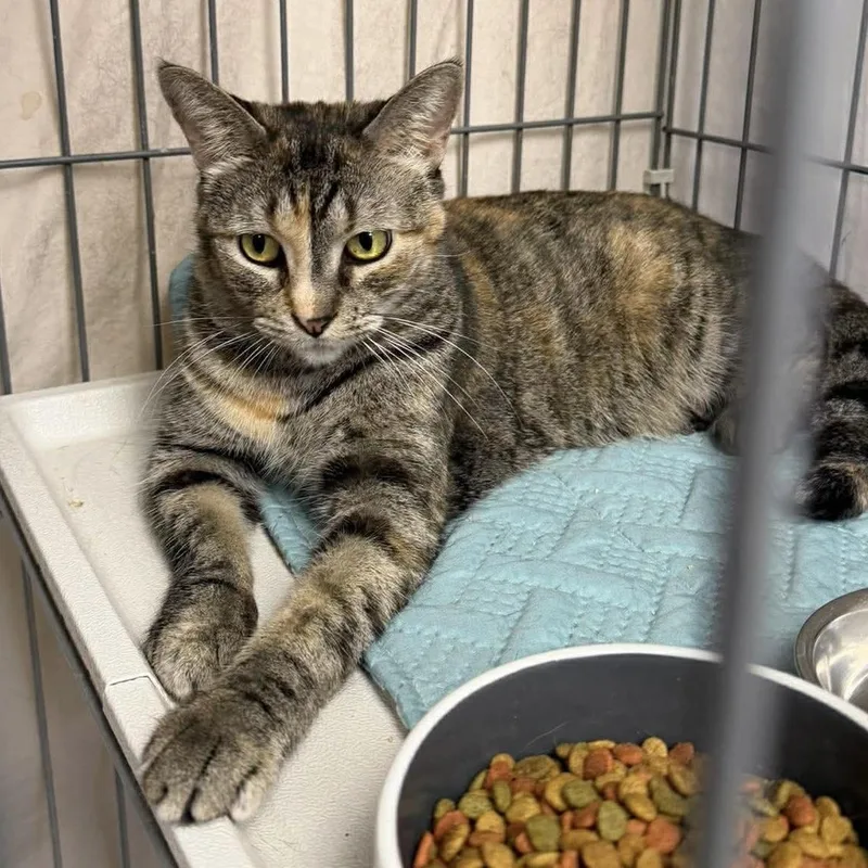 A young medium-sized female Domestic Short Hair cat named Alicia for adoption in Palm Harbor, FL