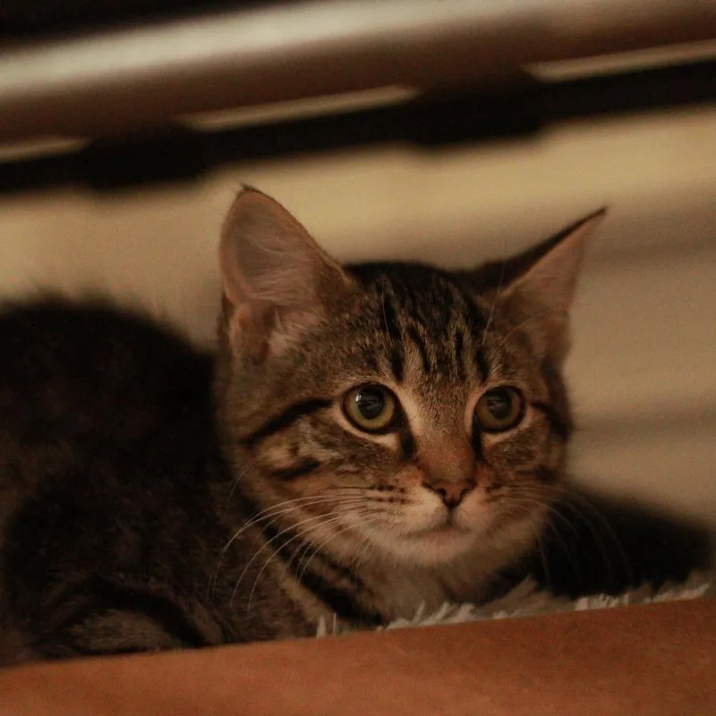 A baby small-sized female Brown / Chocolate Domestic Short Hair cat named Skittles for adoption in Lexington, KY