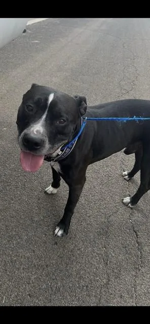 Tyson