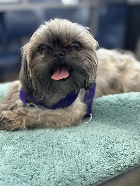 A young small-sized female Mixed Breed dog named Gigi for adoption in Dallas, TX