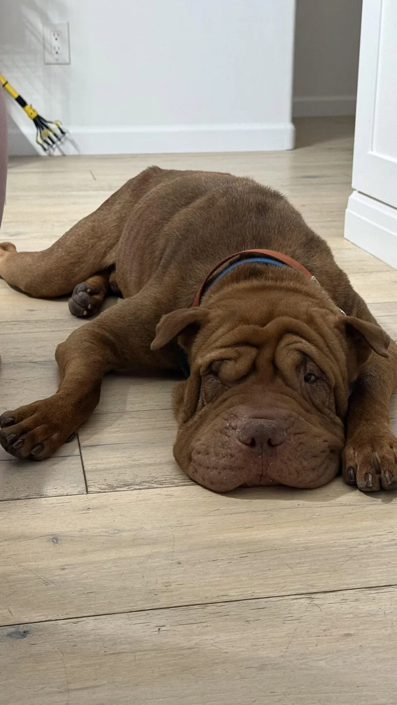 An adult medium-sized male Shar-Pei dog named Oso for adoption in Lake Forest, CA