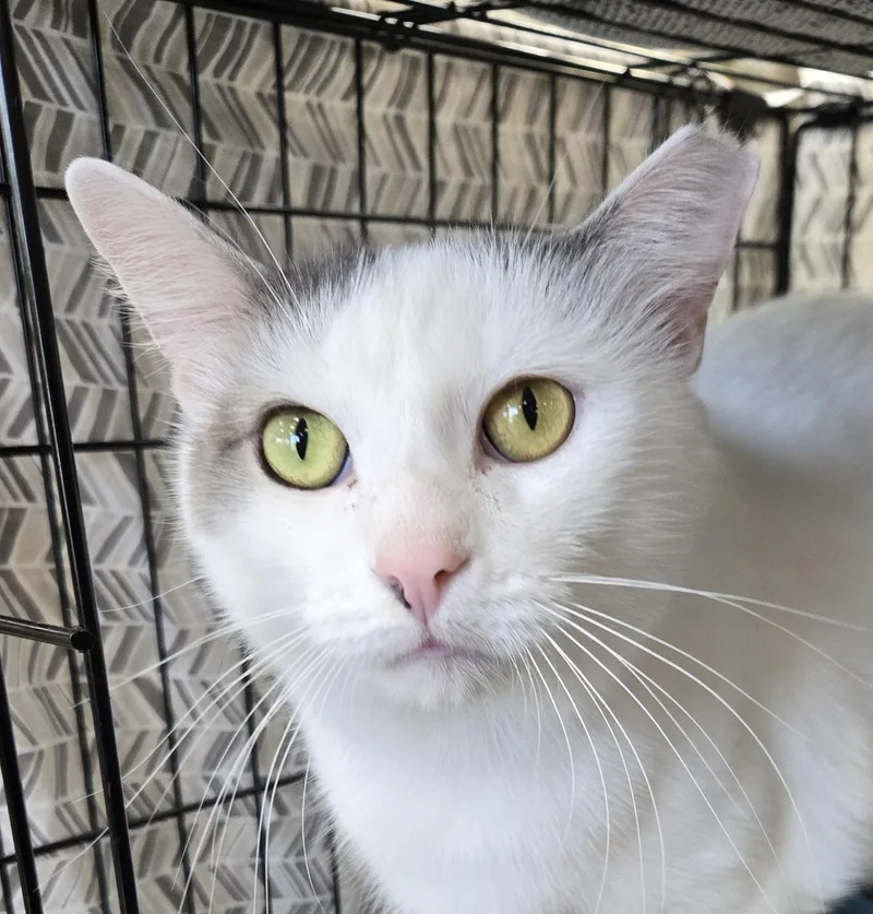 An adult large-sized male White Domestic Short Hair cat named Robbie for adoption in Mokena, IL
