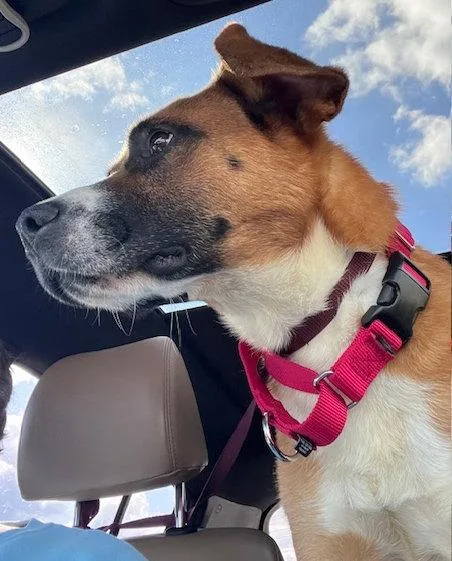 Pickles thumbnail 3