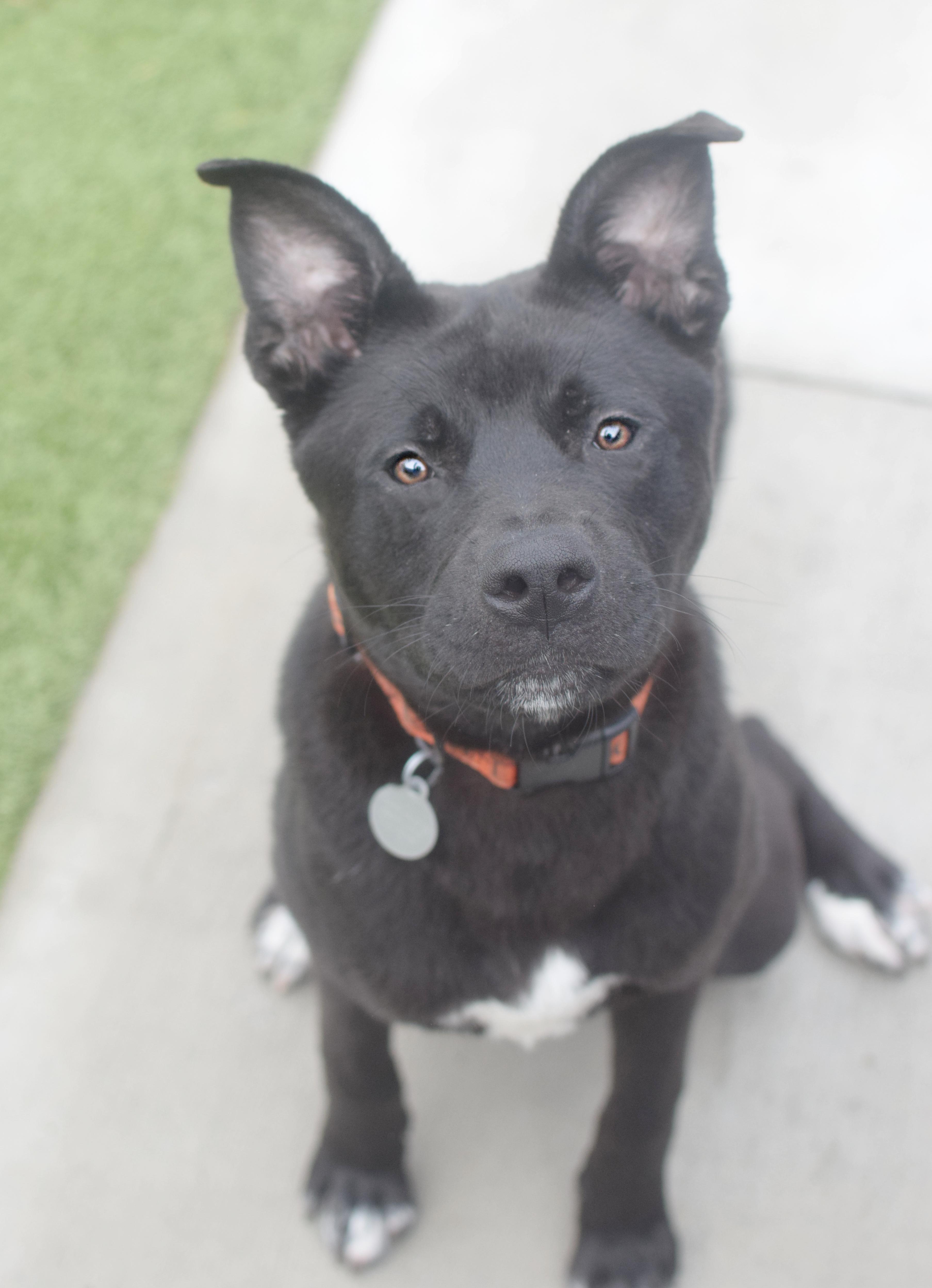 A young medium-sized male Black Shepherd dog named Brennan for adoption in Pontiac, MI