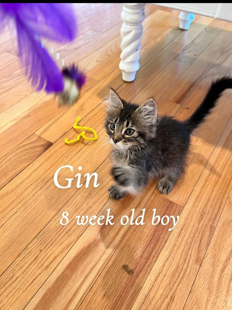 A baby medium-sized male Tabby (Brown / Chocolate) Tabby cat named Gin for adoption in Saginaw, MI
